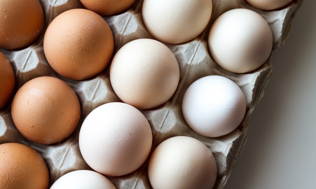 Czy jaja glisty ludzkiej są widoczne gołym okiem?